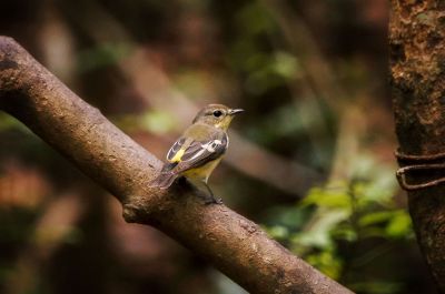 Goldschnäpper (W) / Yellow-rumped Flycatcher