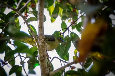 Weißbauch-Grüntaube / Yellow-vented Green-pigeon