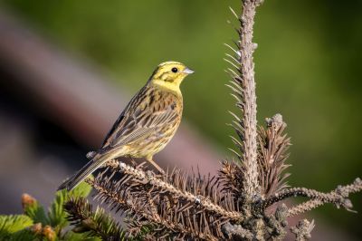 Goldammer (M) / Yellowhammer