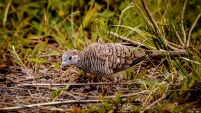 Sperbertaube / Zebra Dove