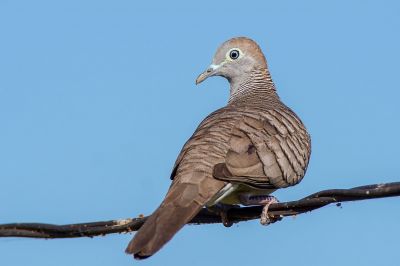 Sperbertaube / Zebra Dove