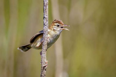 Zistensänger / Zitting Cisticola