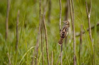 Zistensänger / Zitting Cisticola