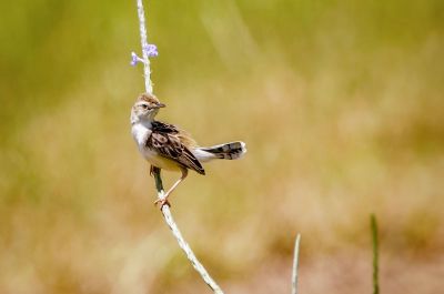 Zistensänger / Zitting Cisticola