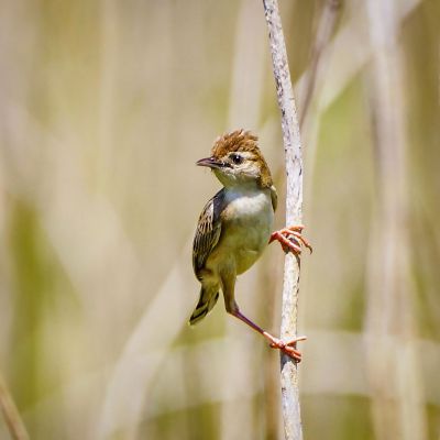 Zistensänger / Zitting Cisticola