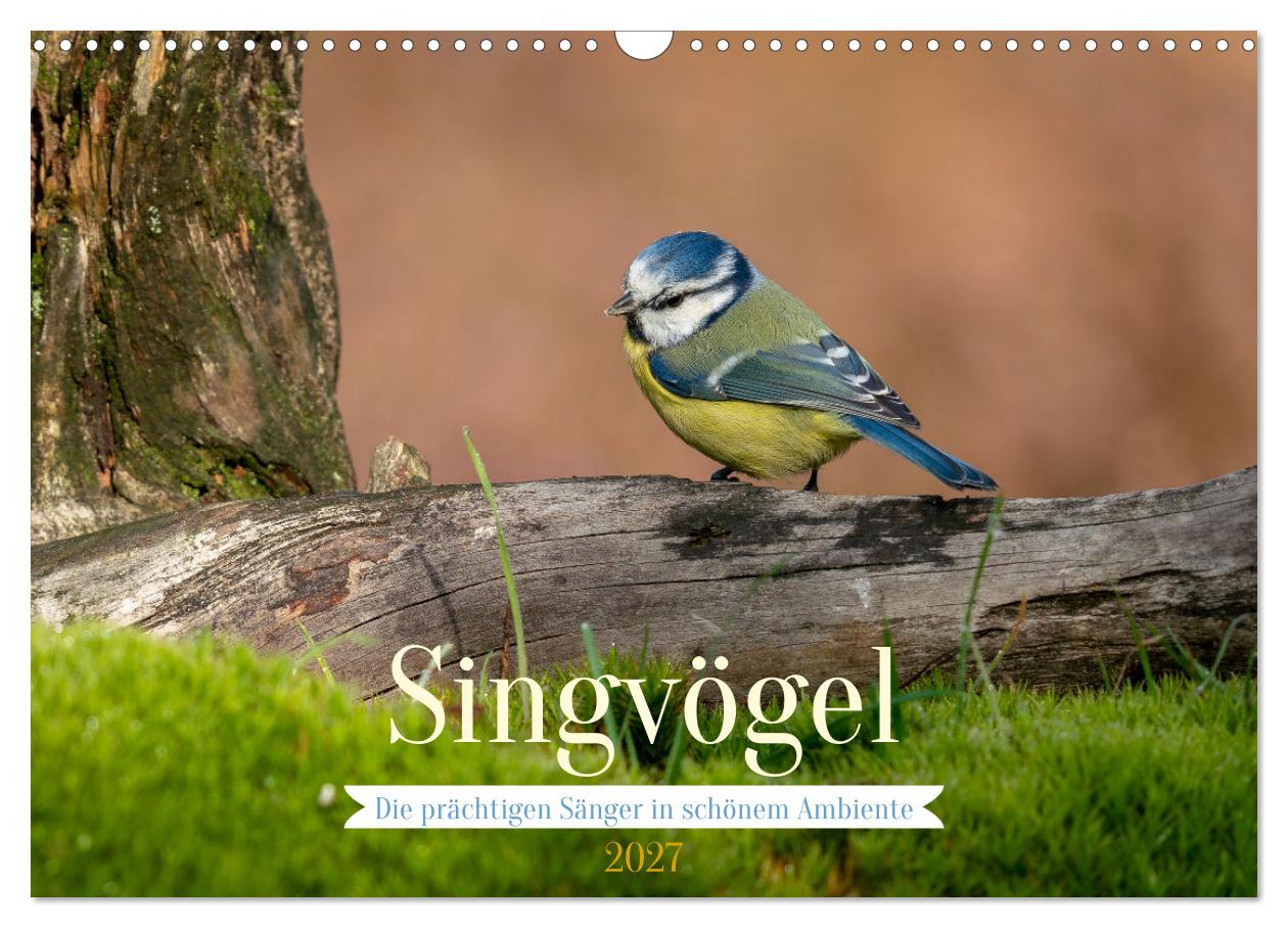 Kalender: Singvögel
