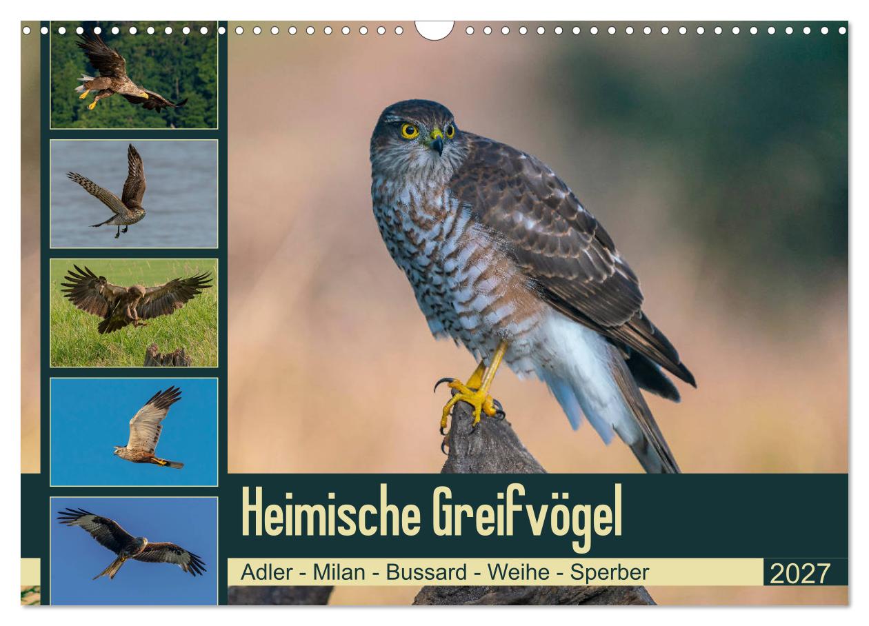 Kalender: Heimische Greifvögel