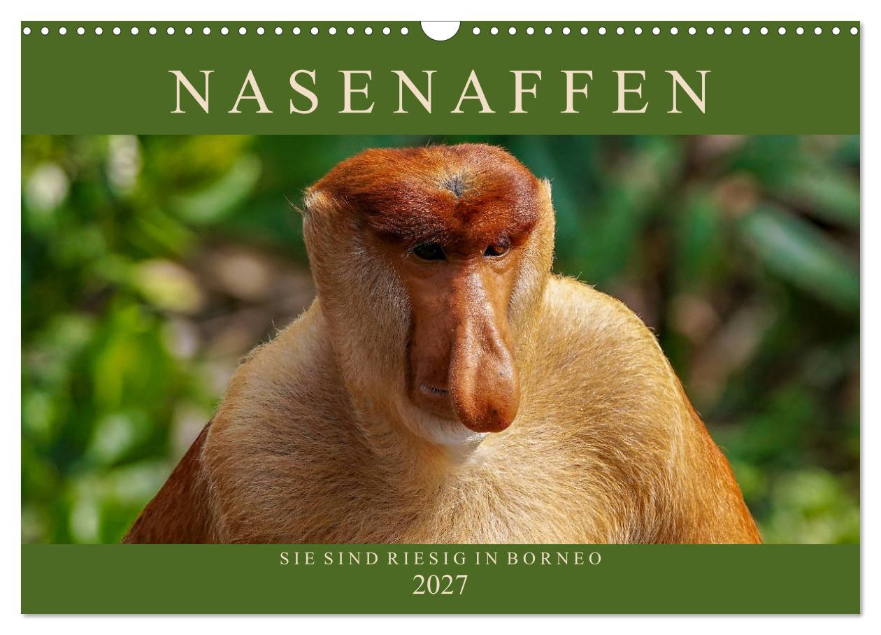 Kalender: Nasenaffen von Borneo