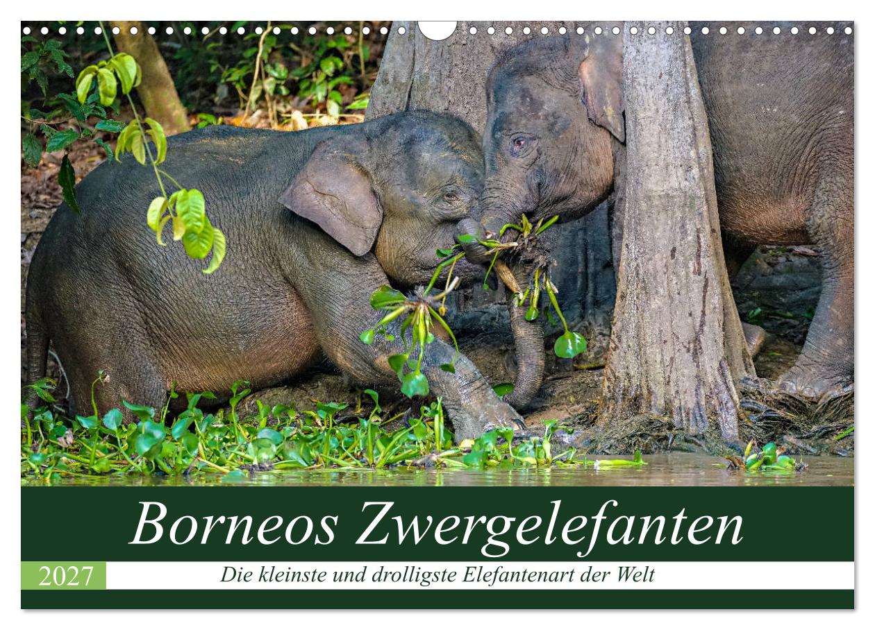 Kalender: Borneos Zwergelefanten