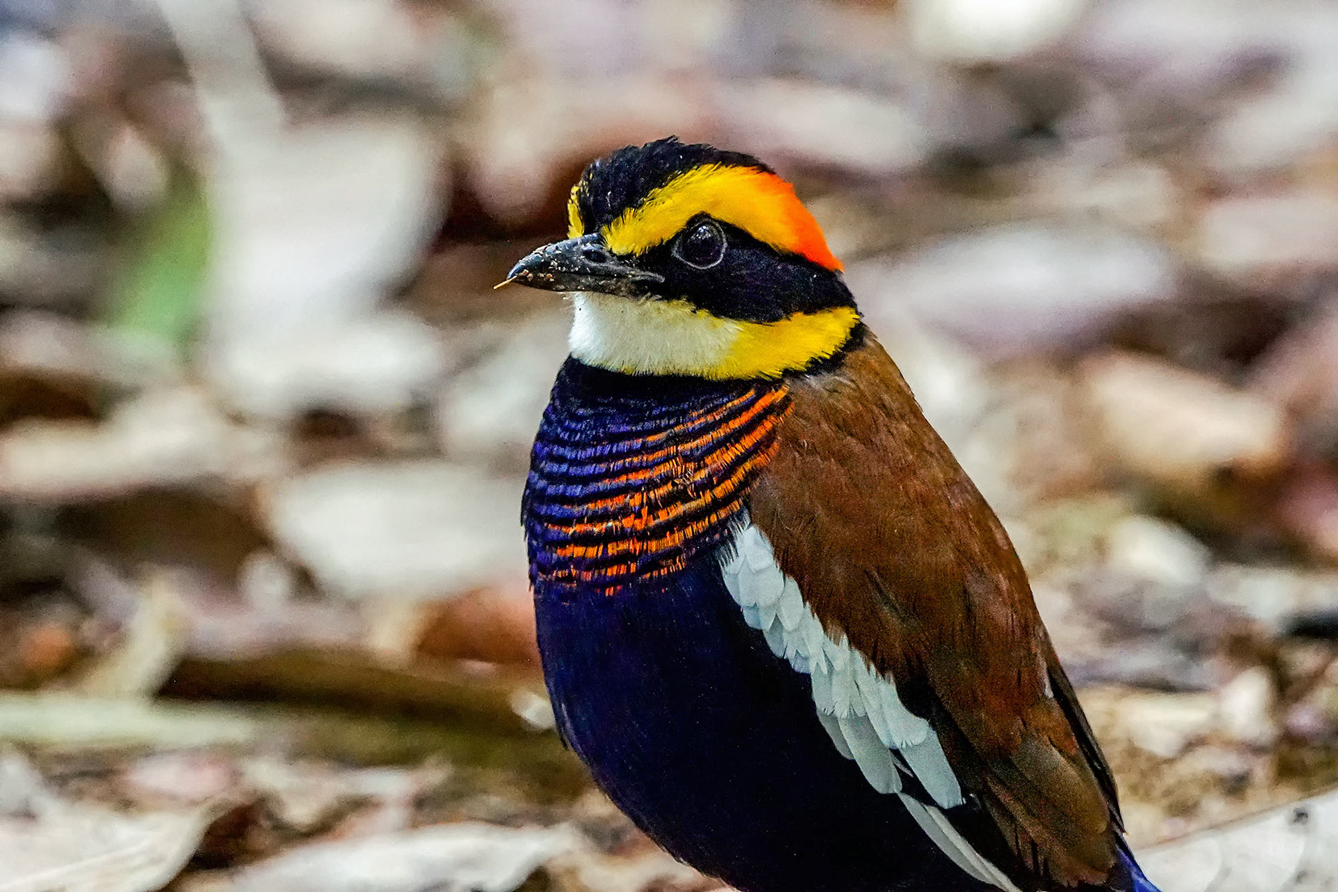 Malaienbindenpitta