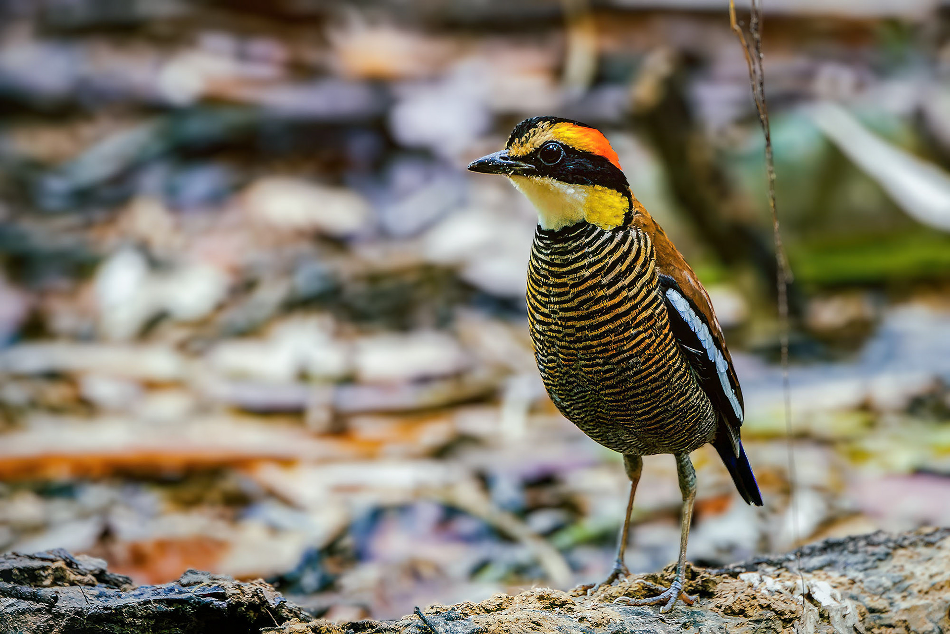 Malaienbindenpitta