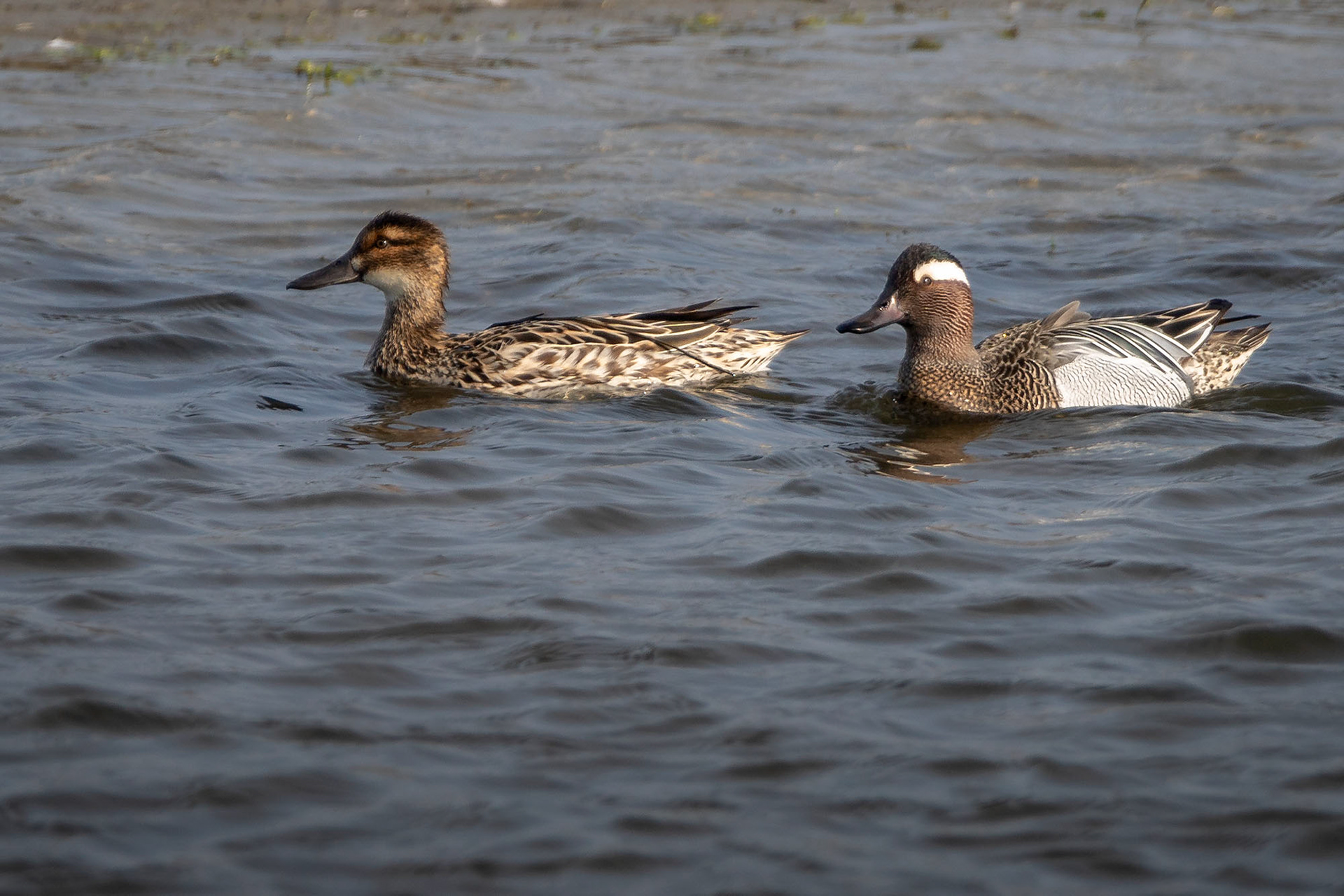 Enten- und Hühnervögel