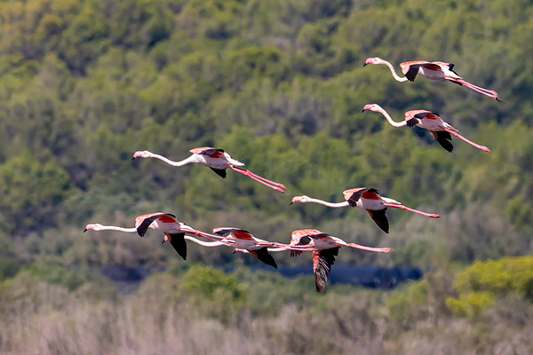 Flamingos & Kraniche