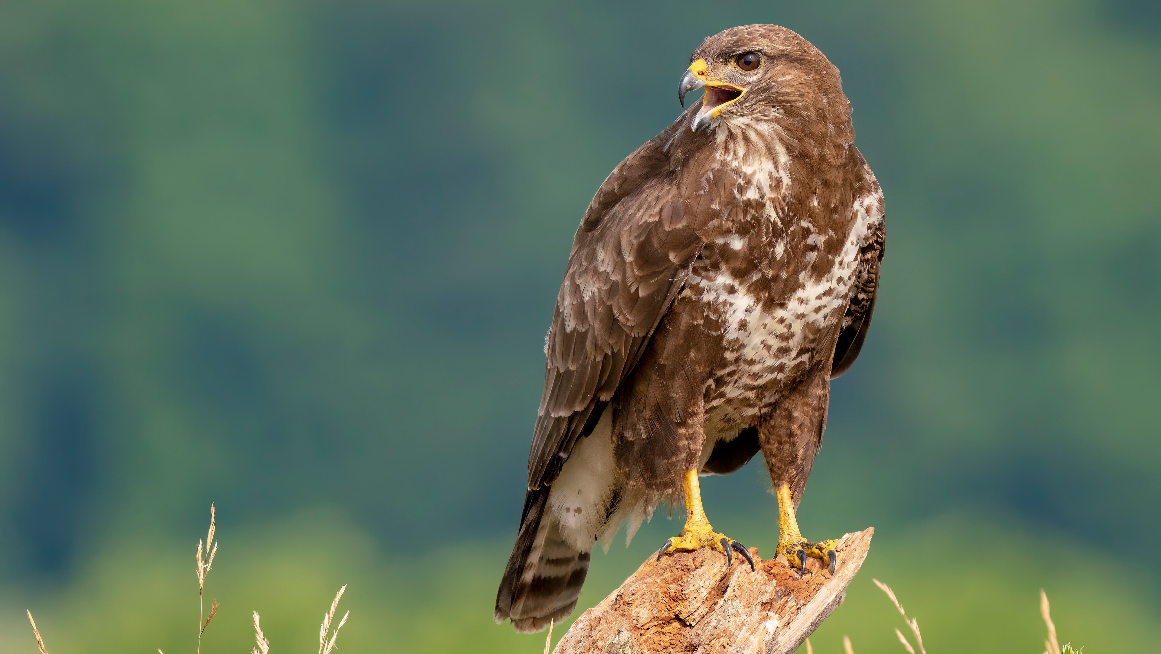Mäusebussard