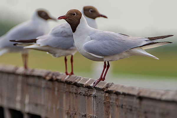 Möwen, Seeschwalben & Alke