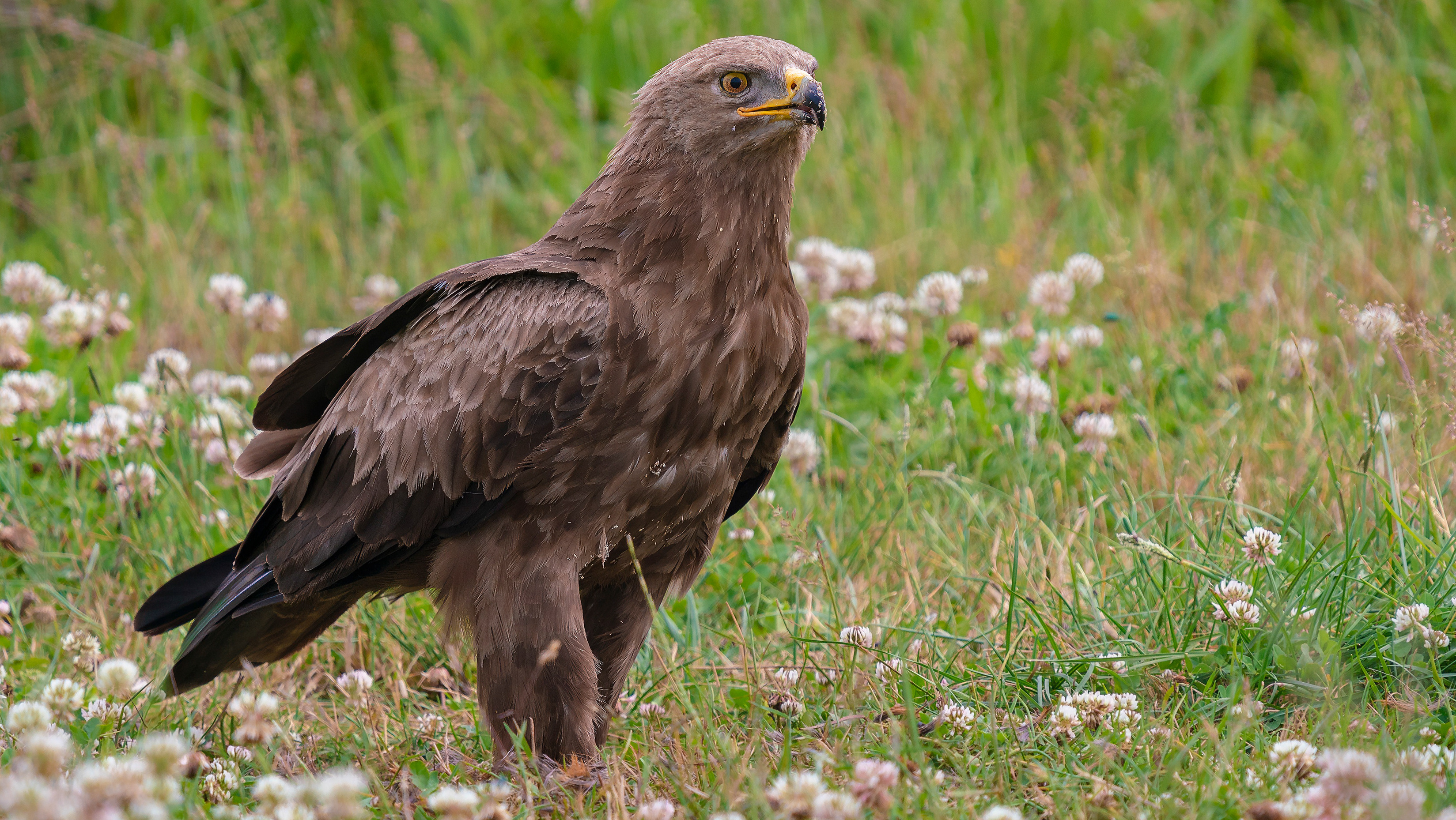 Schreiadler