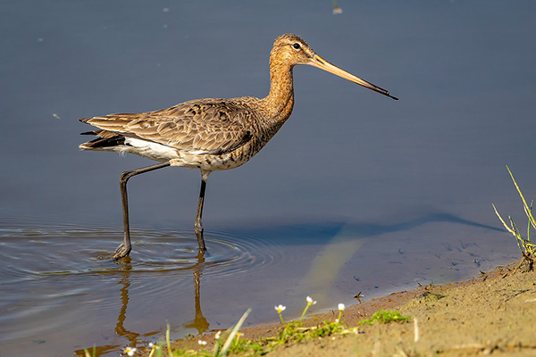 Watvögel