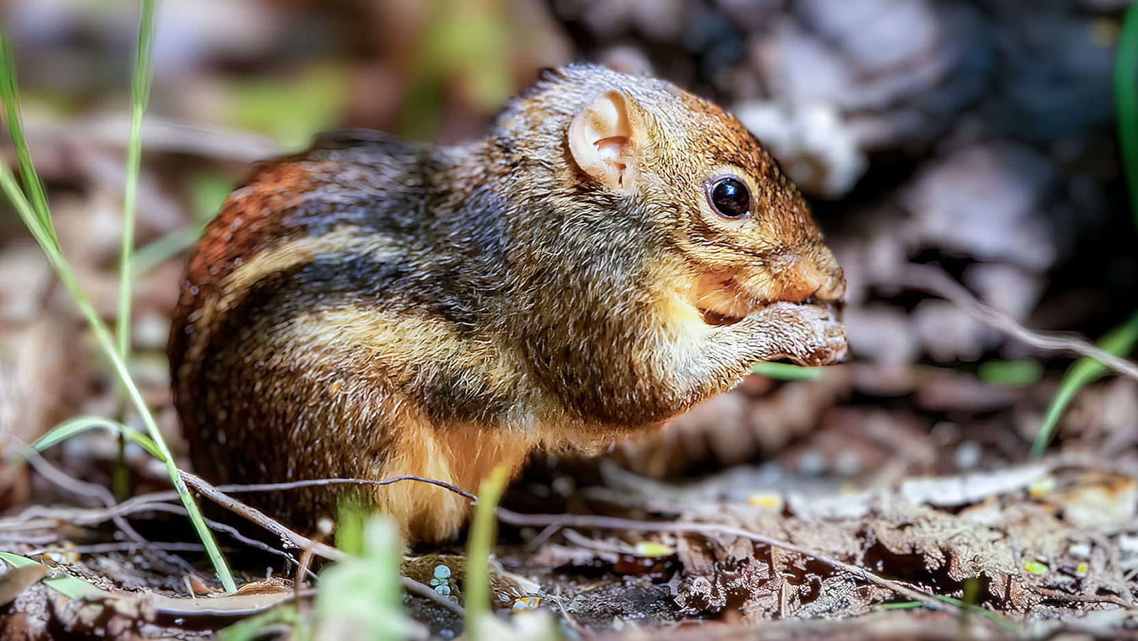 Hörnchen