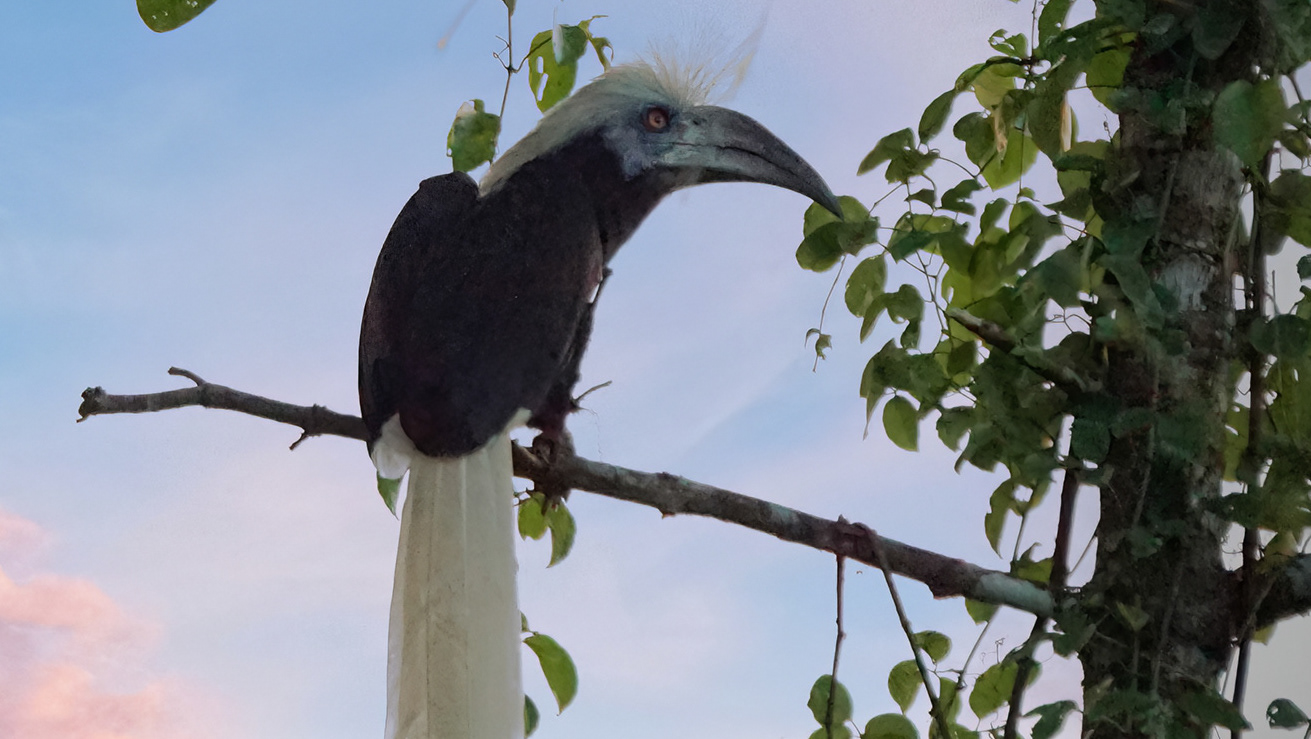 Hornvögel