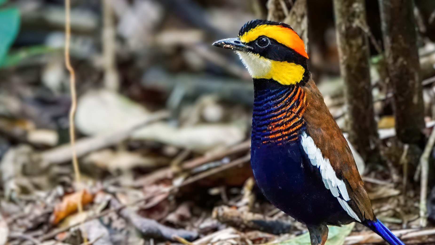 Pitta