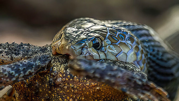 Reptilien & Spinnentiere