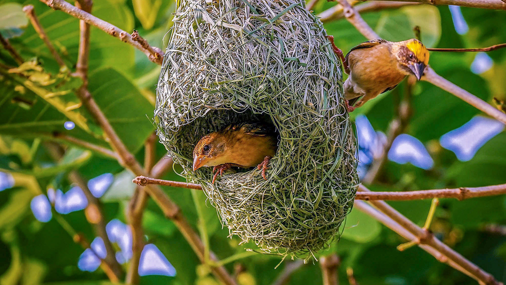 Webervögel