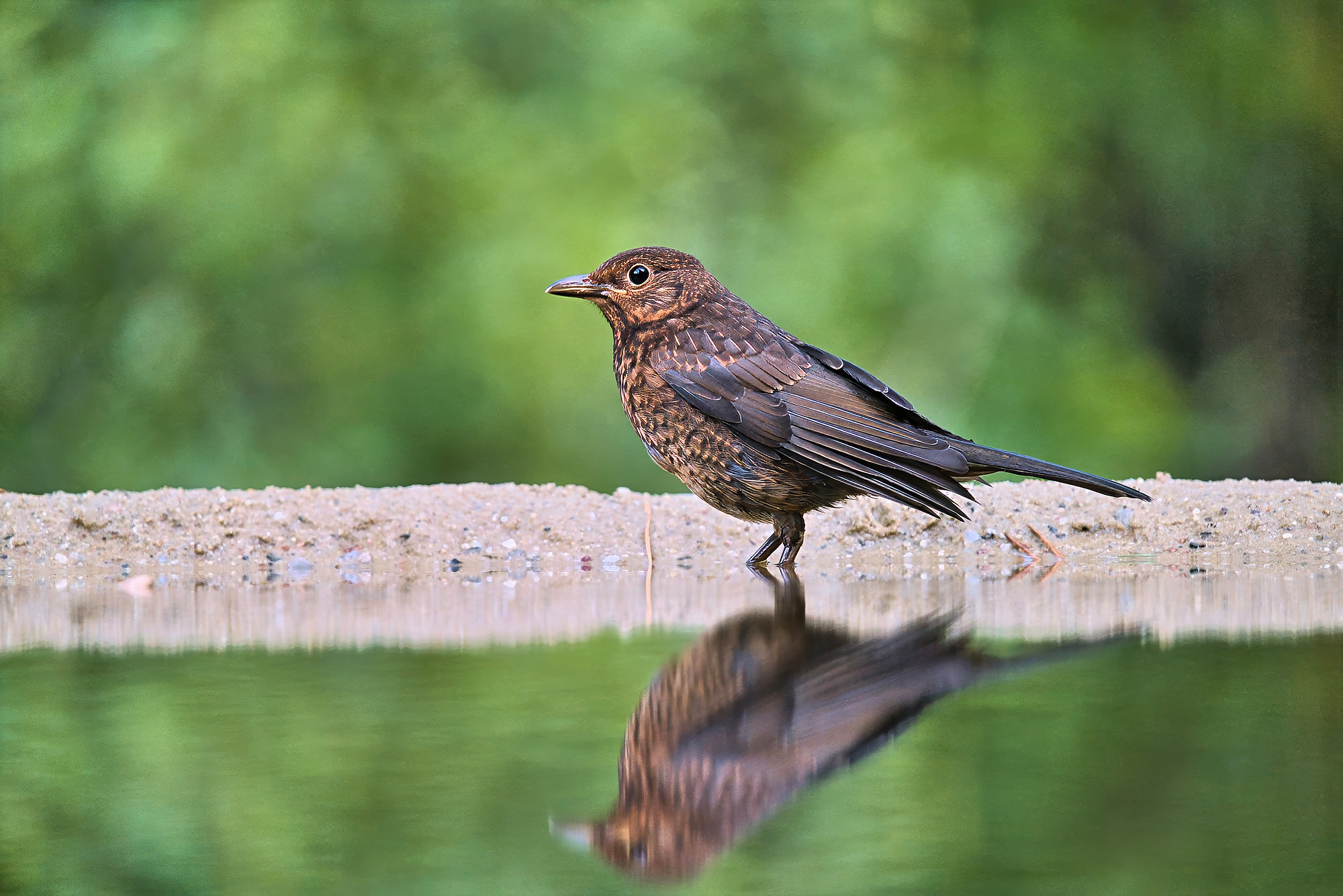 female
