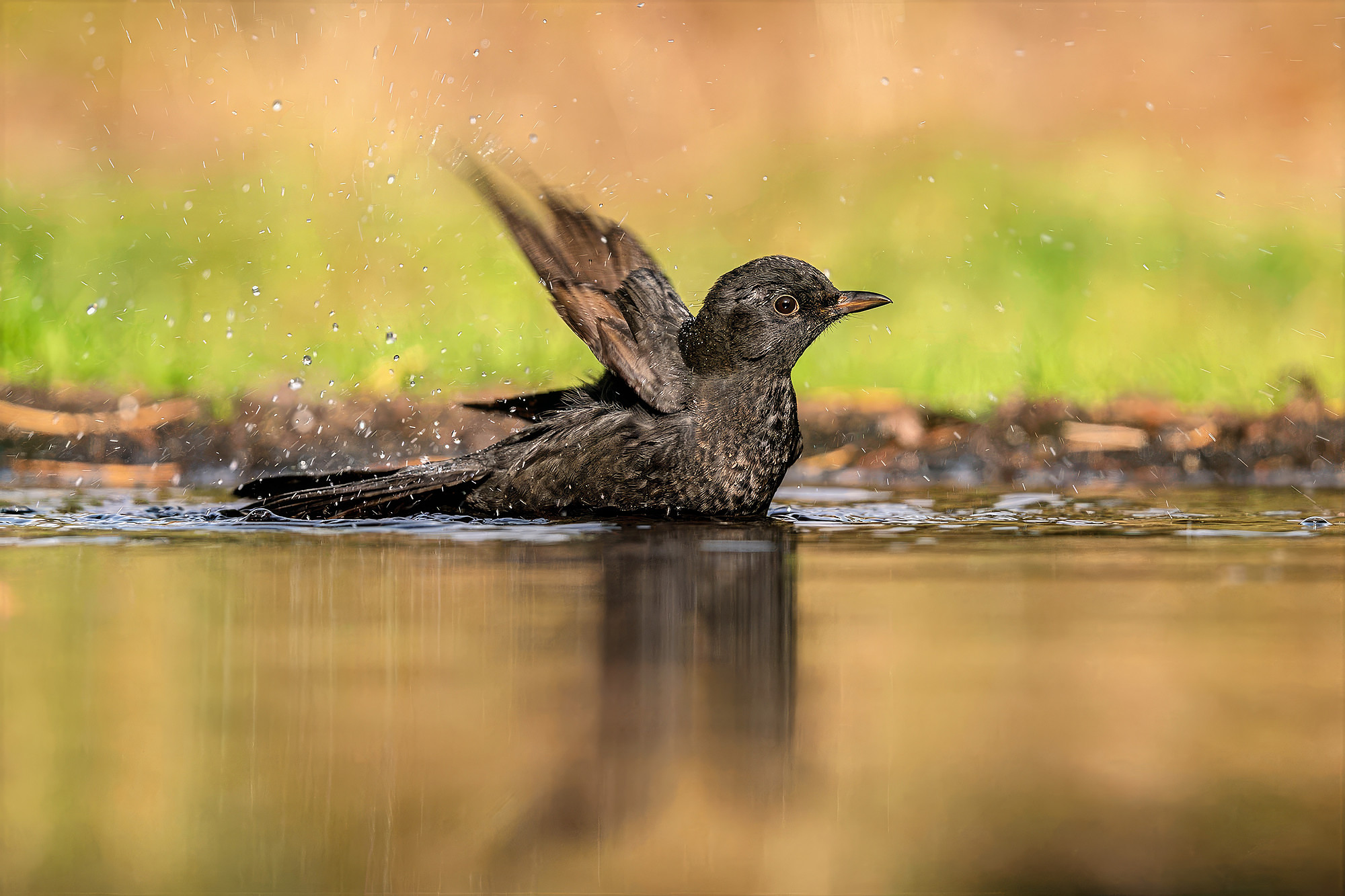 juvenile