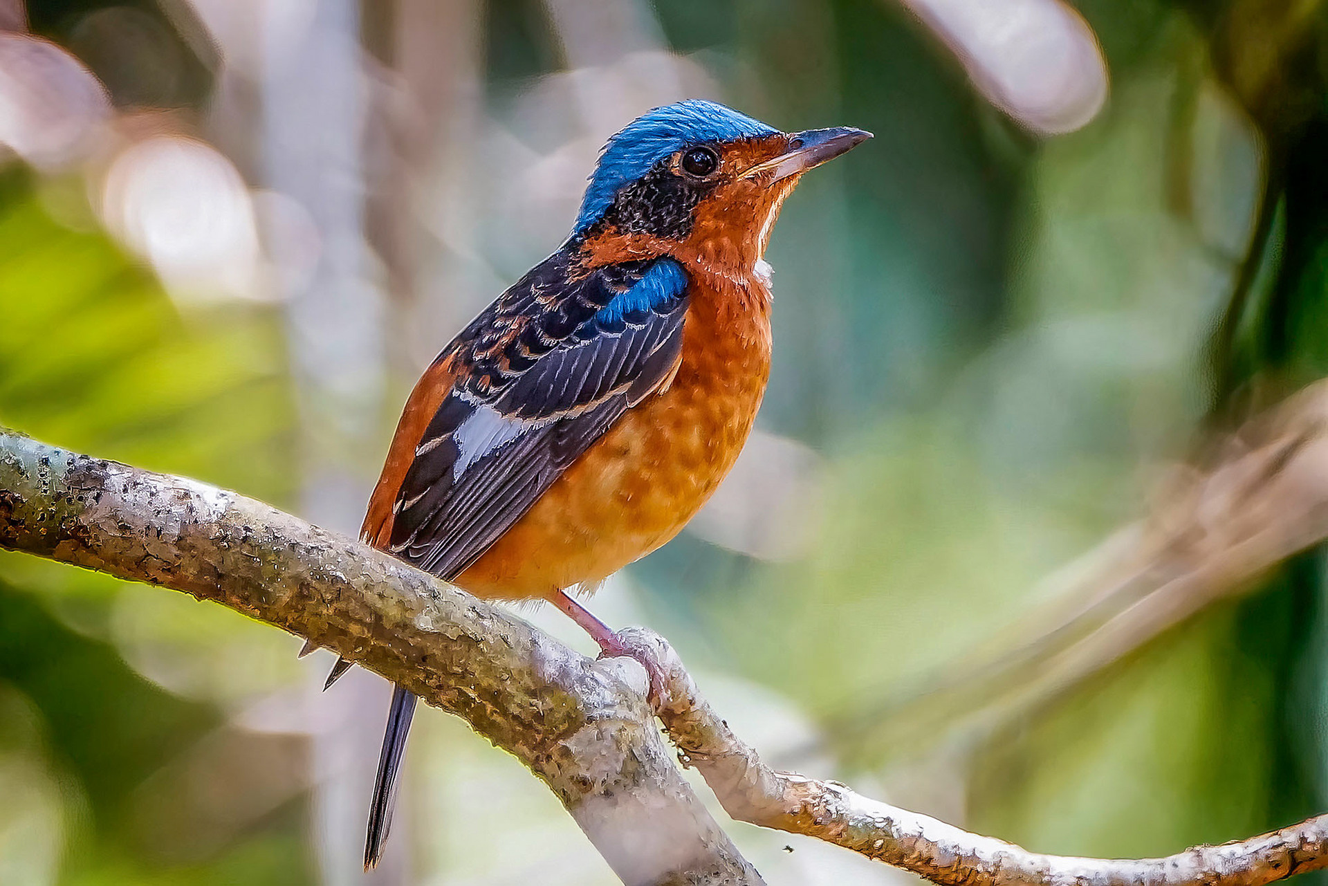 male
