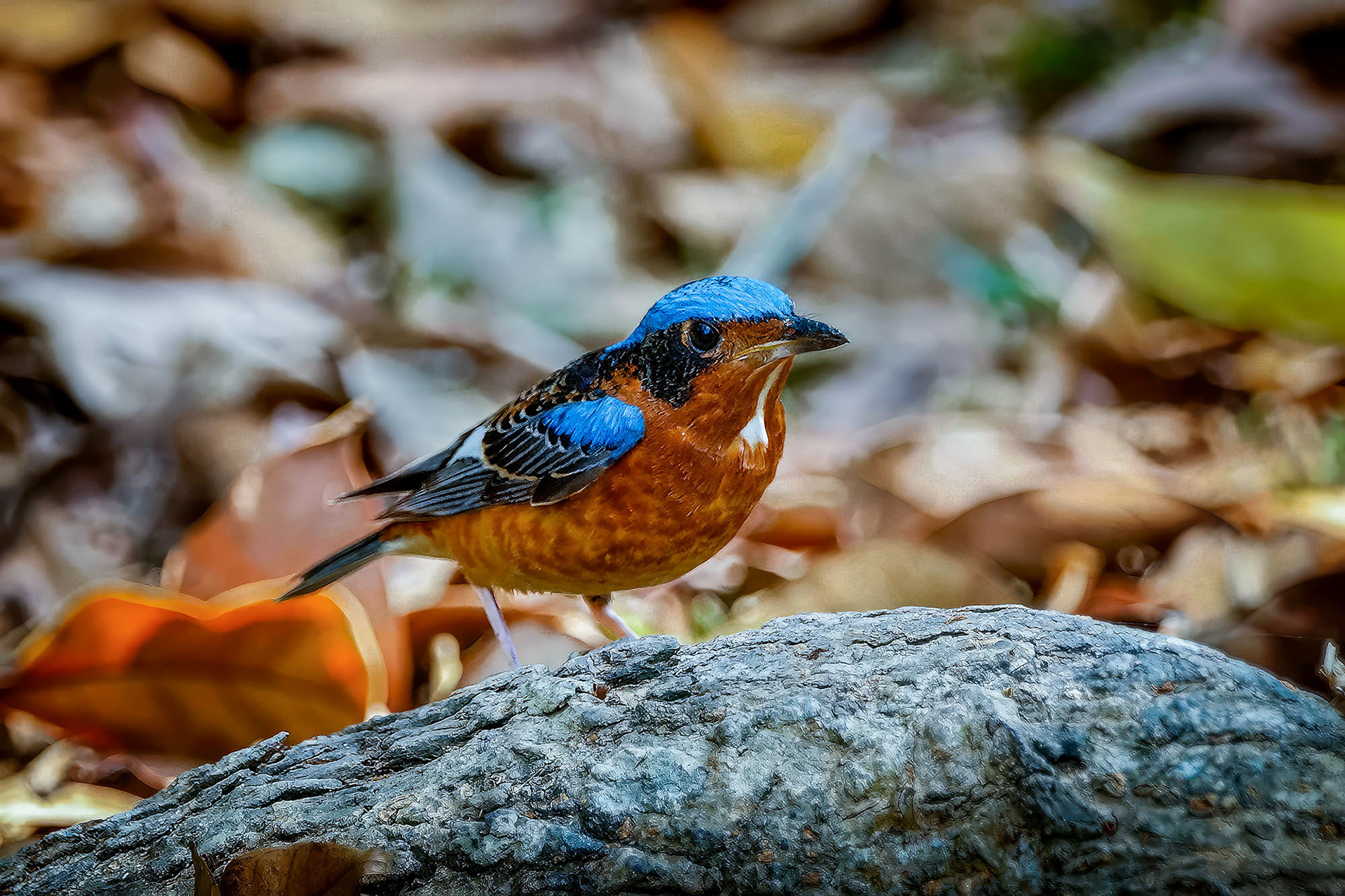 male