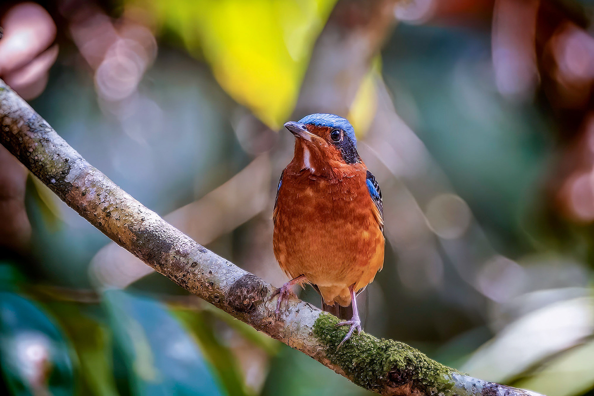 male