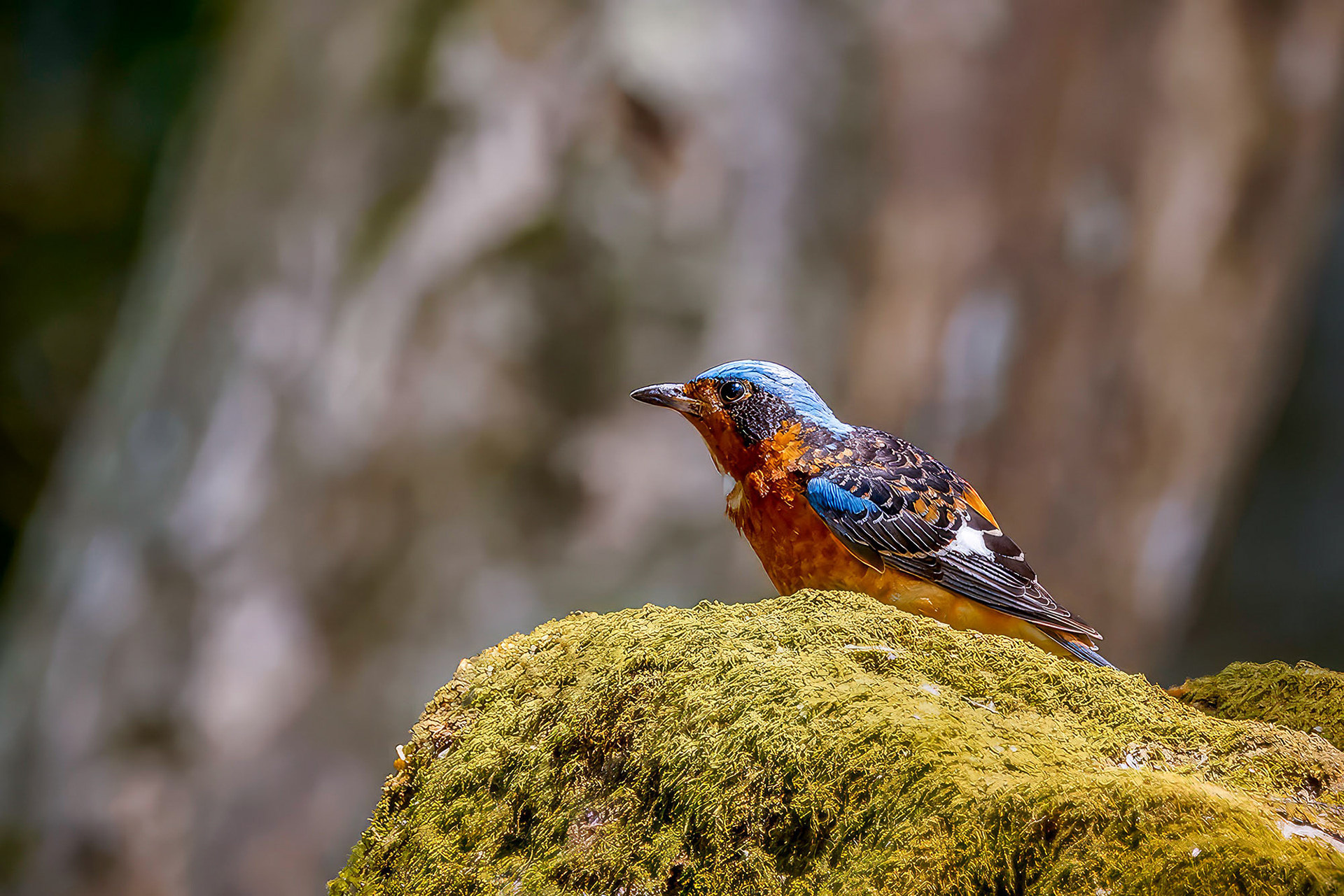 male
