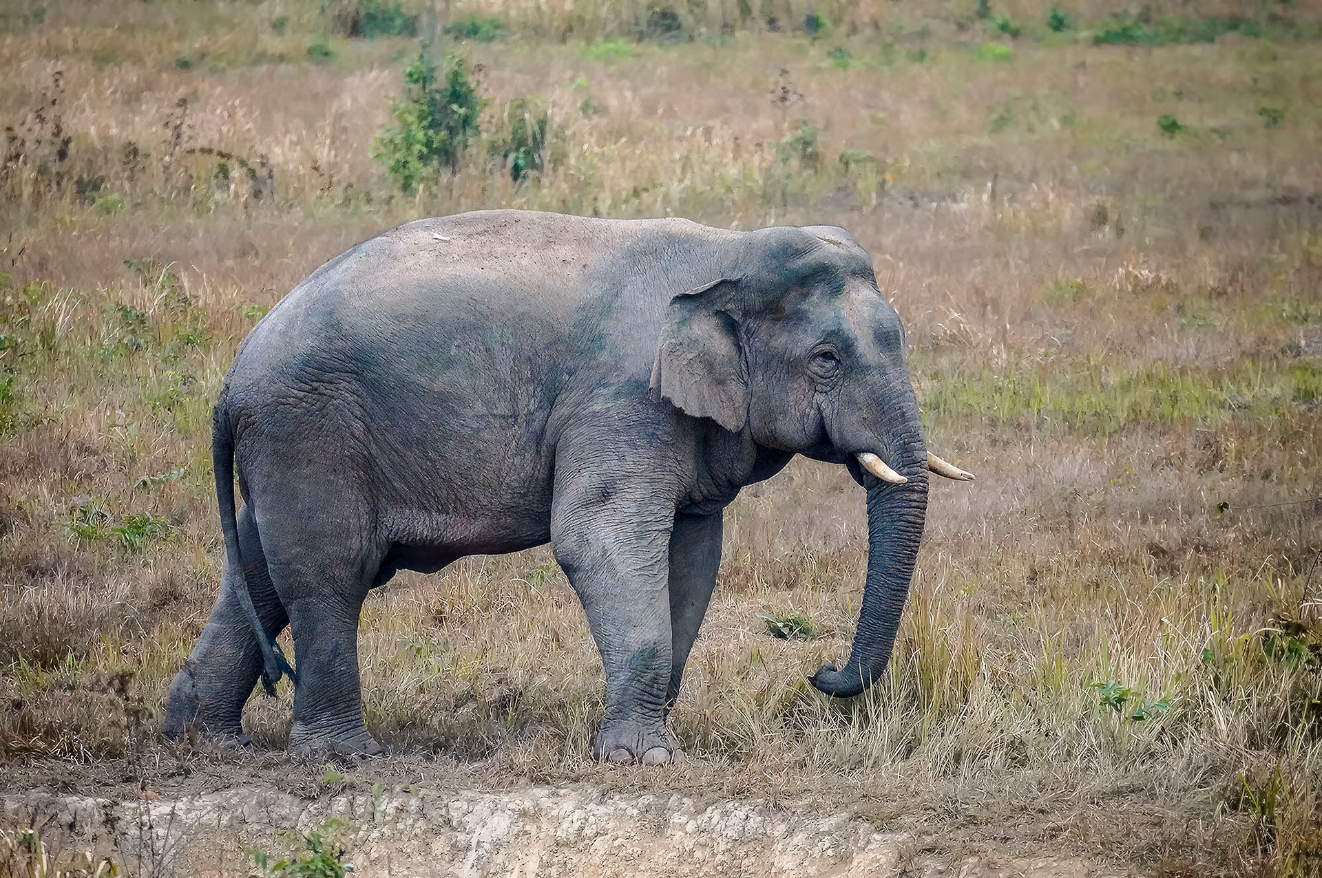 Asiatischer Elefant (Thailand)