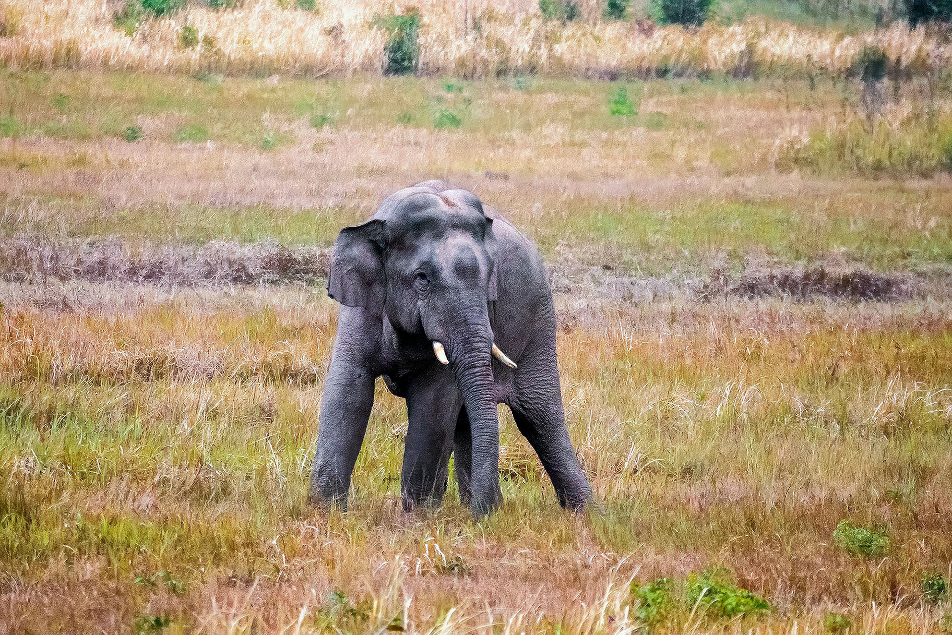 Asiatischer Elefant (Thailand)