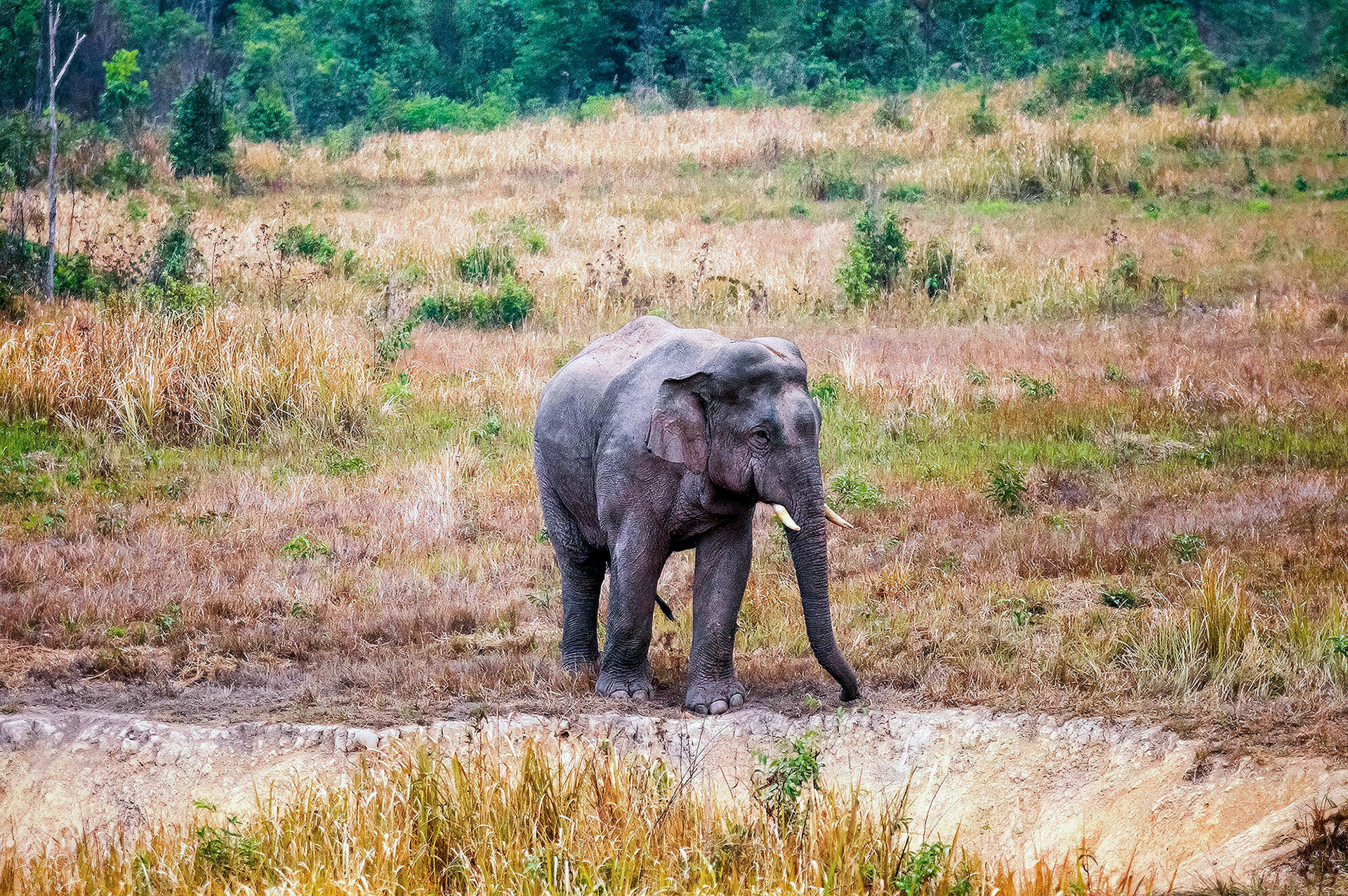 Asiatischer Elefant (Thailand)