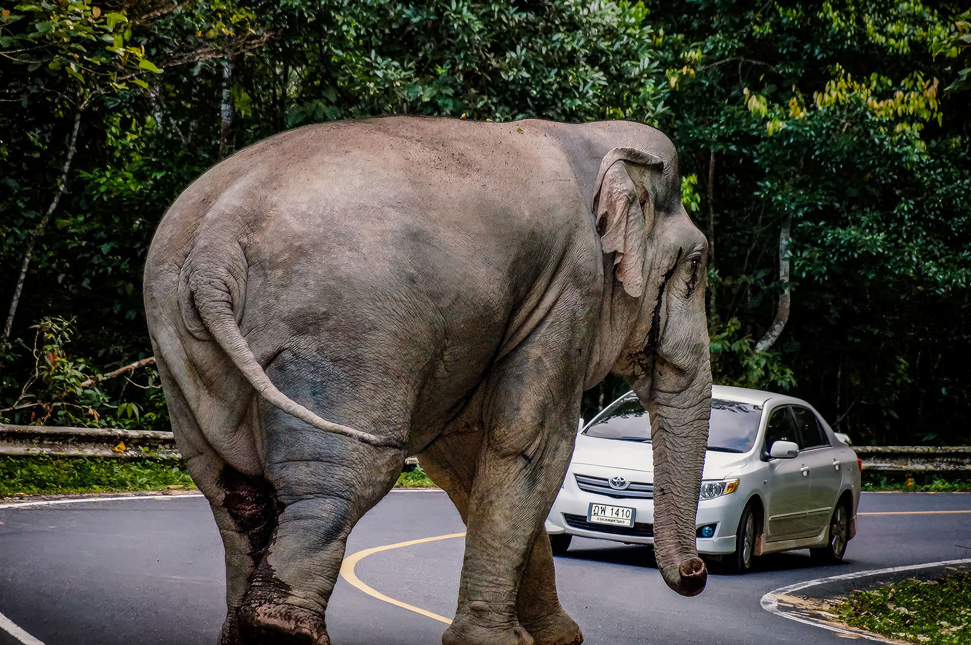 Ein Riese überquert die Straße im Khao Yai NP