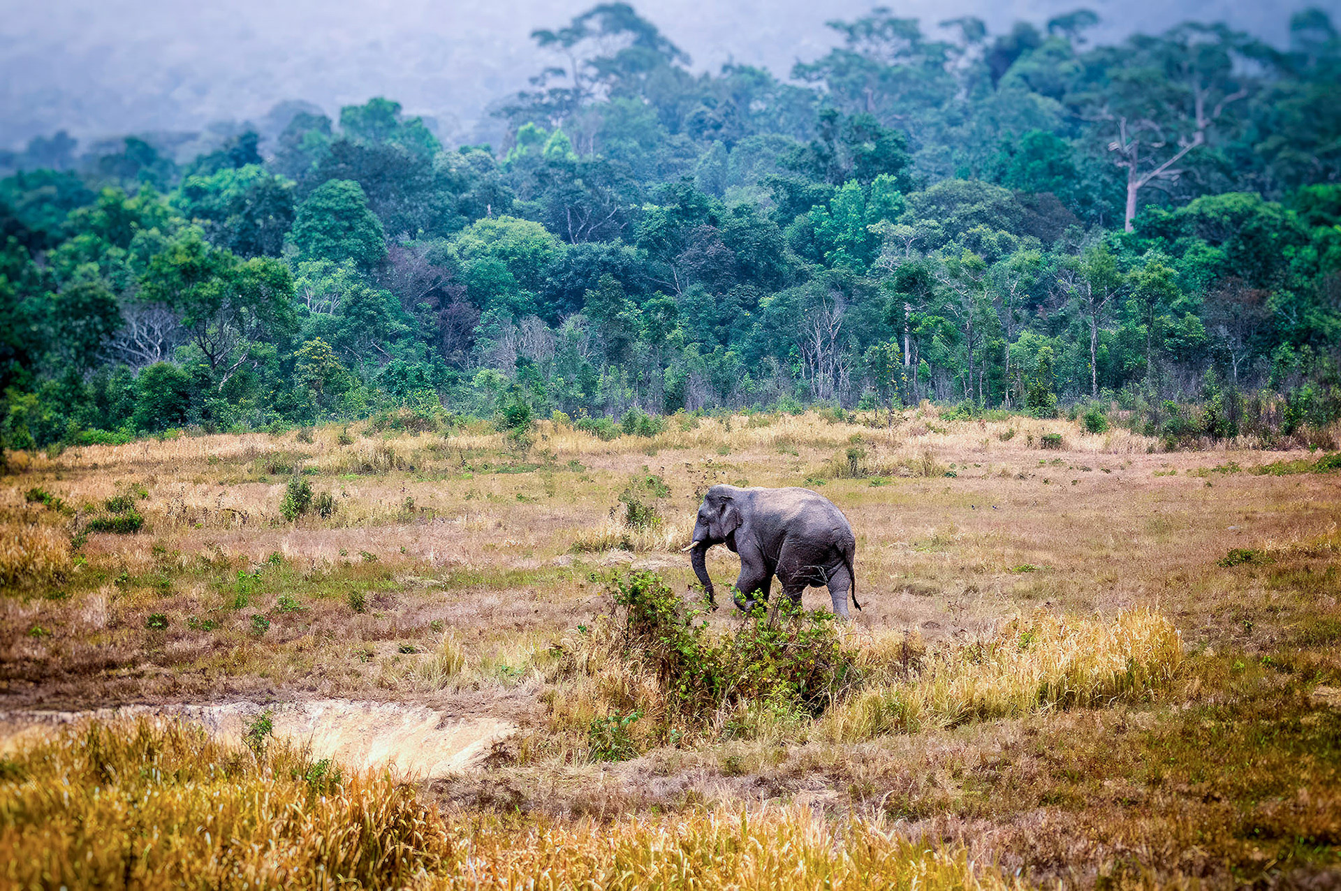 Asiatischer Elefant (Thailand)