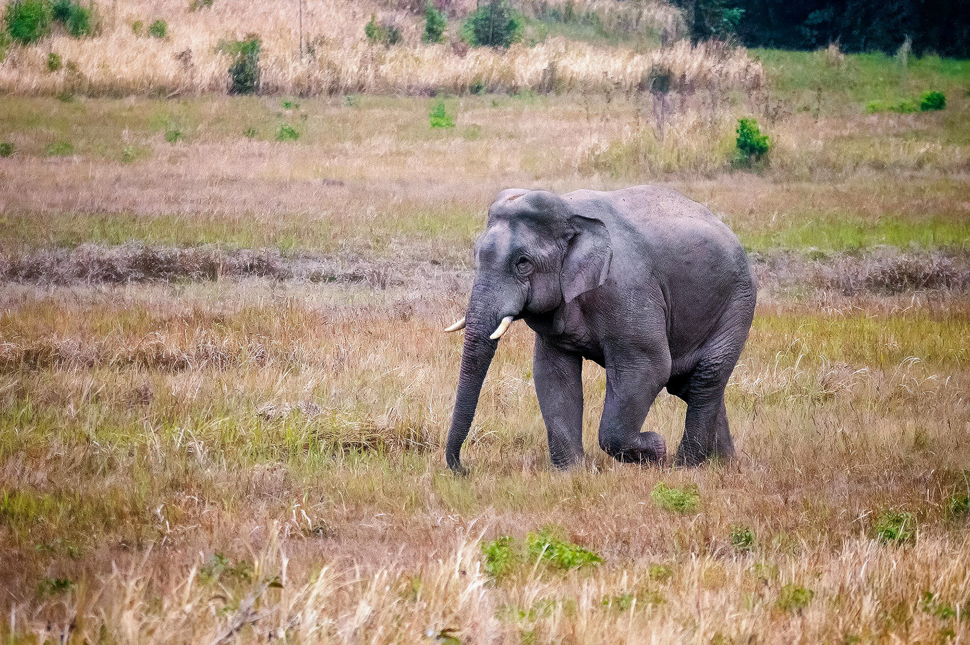 Asiatischer Elefant (Thailand)