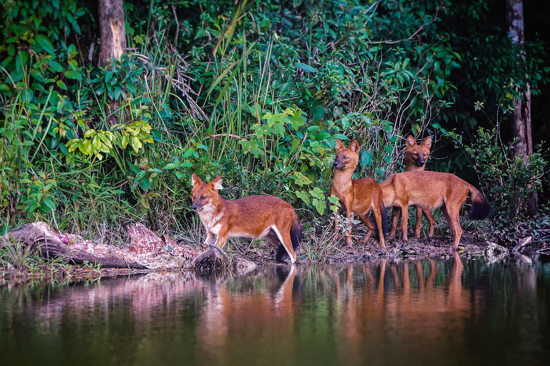 Asiatischer Wildhund (Dhole)
