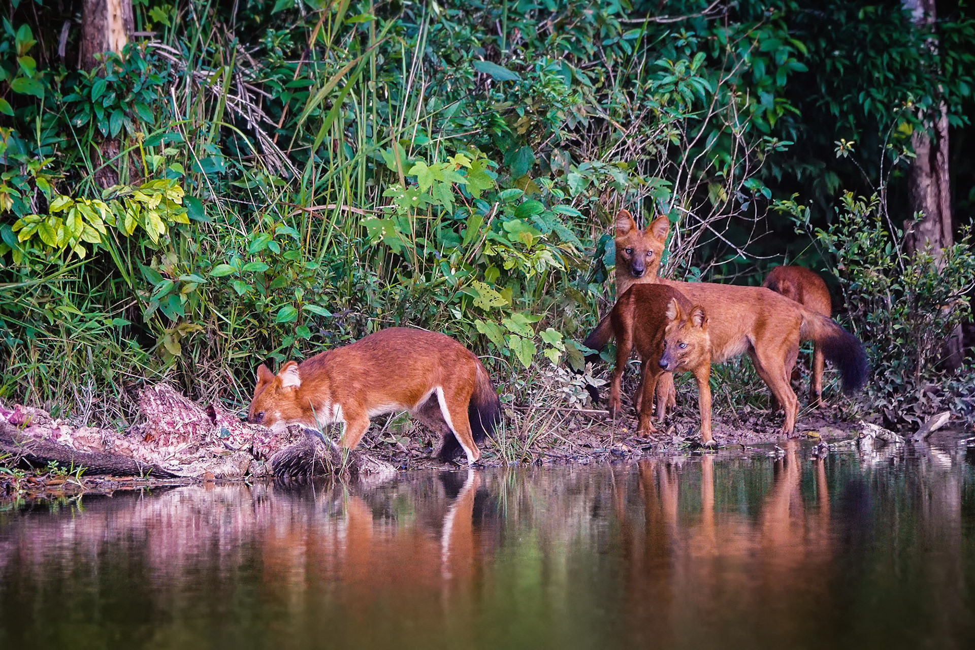Asiatischer Wildhund (Dhole)