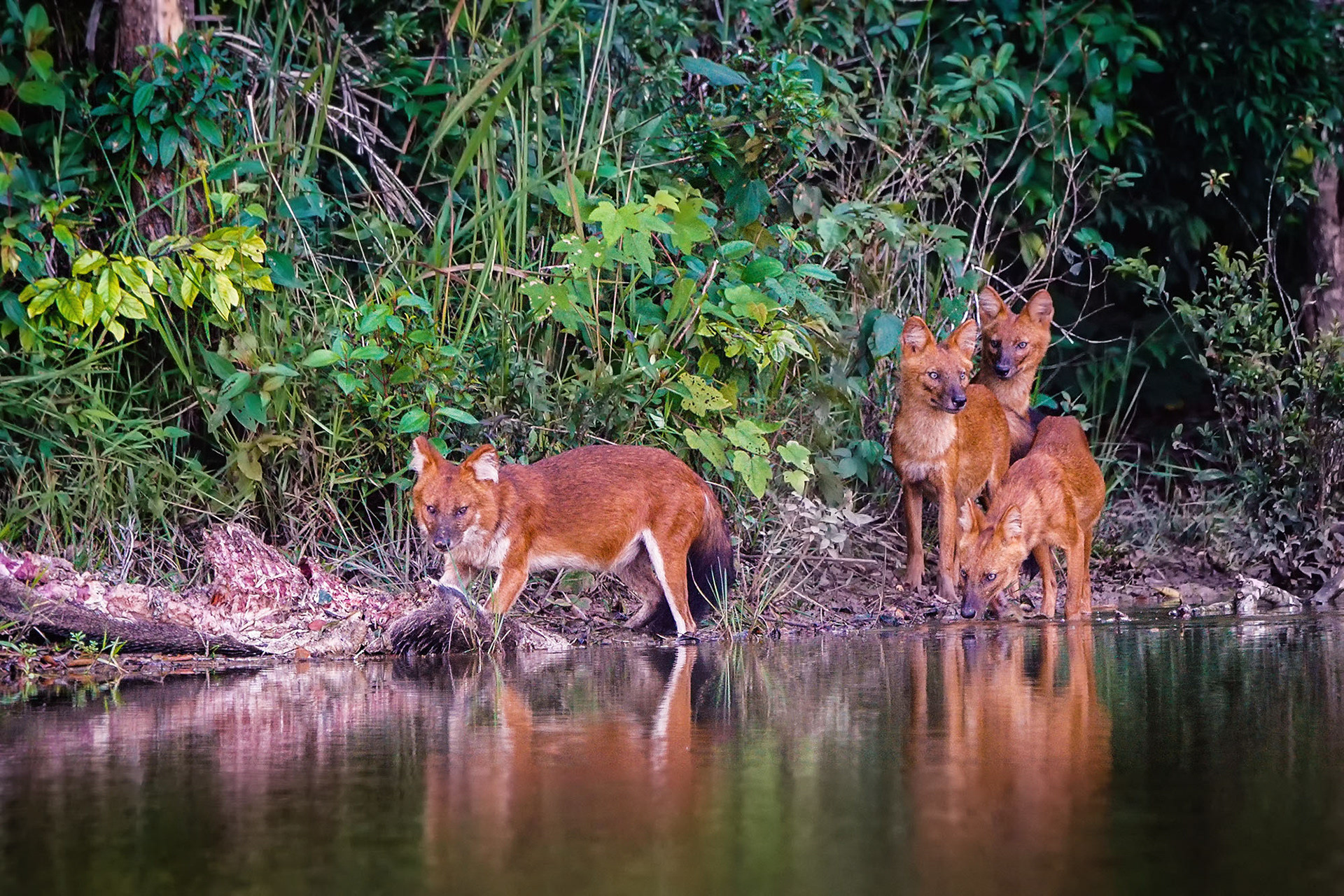 Asiatischer Wildhund (Dhole)