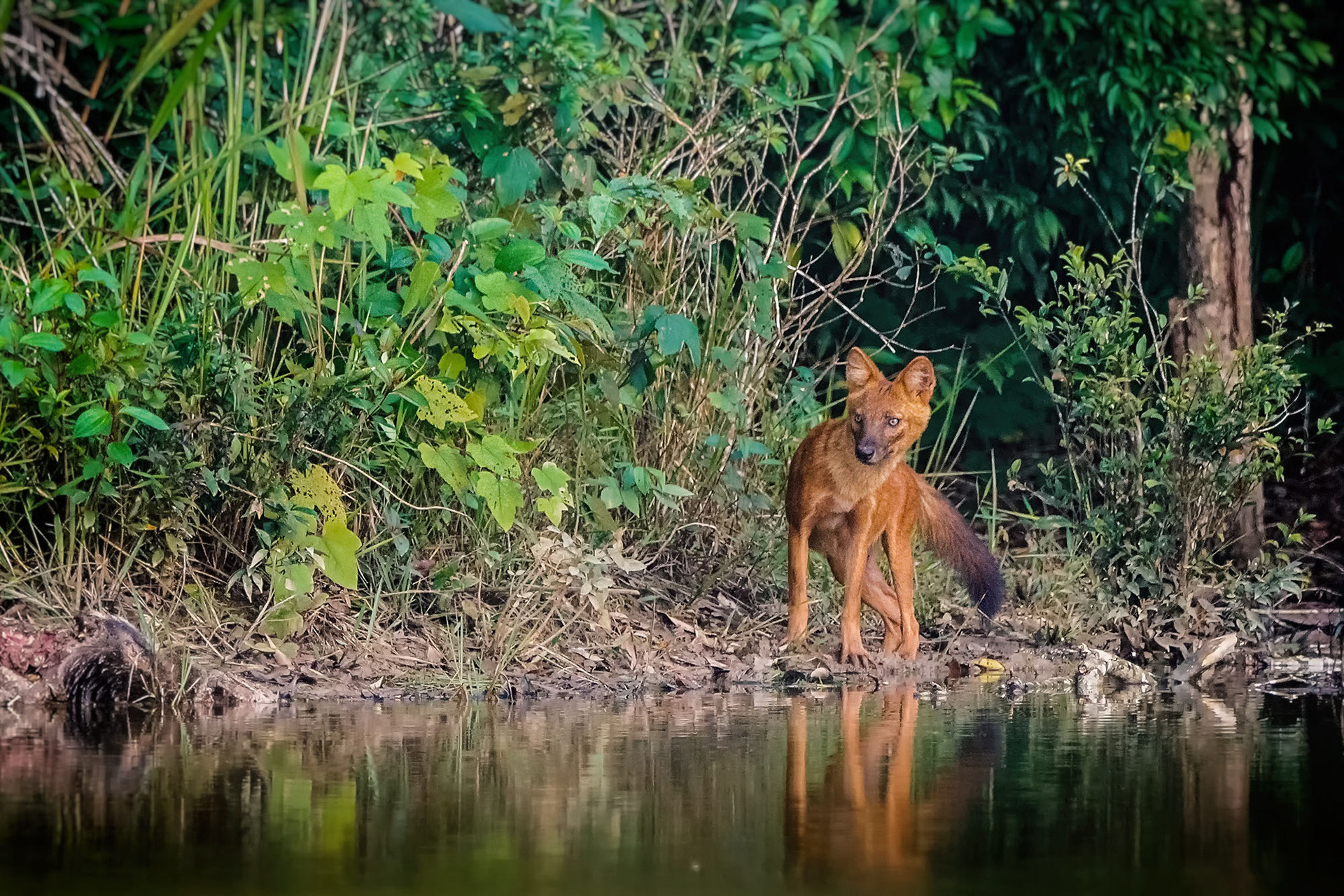 Asiatischer Wildhund (Dhole)