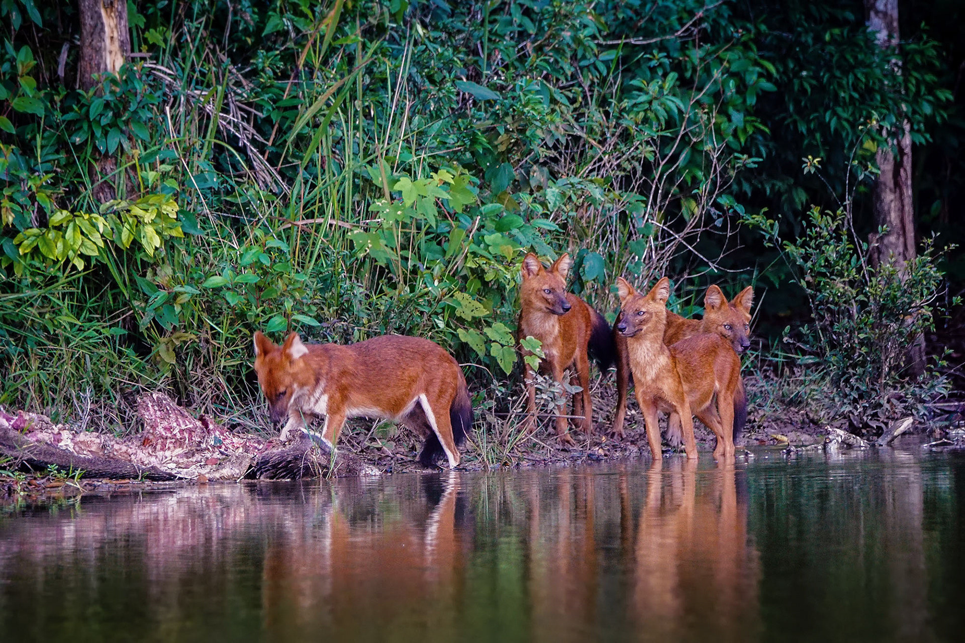 Asiatischer Wildhund (Dhole)