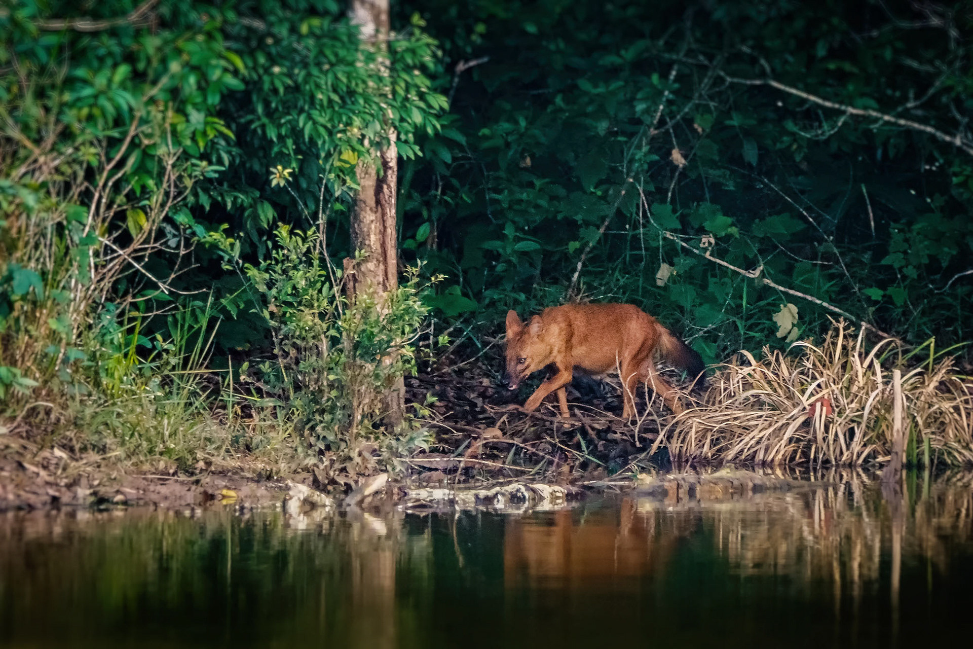 Asiatischer Wildhund (Dhole)