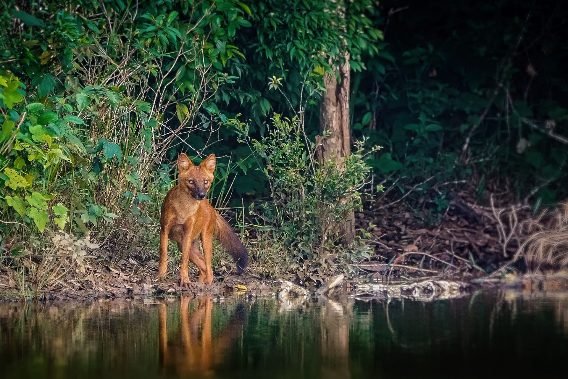 Asiatischer Wildhund (Dhole)