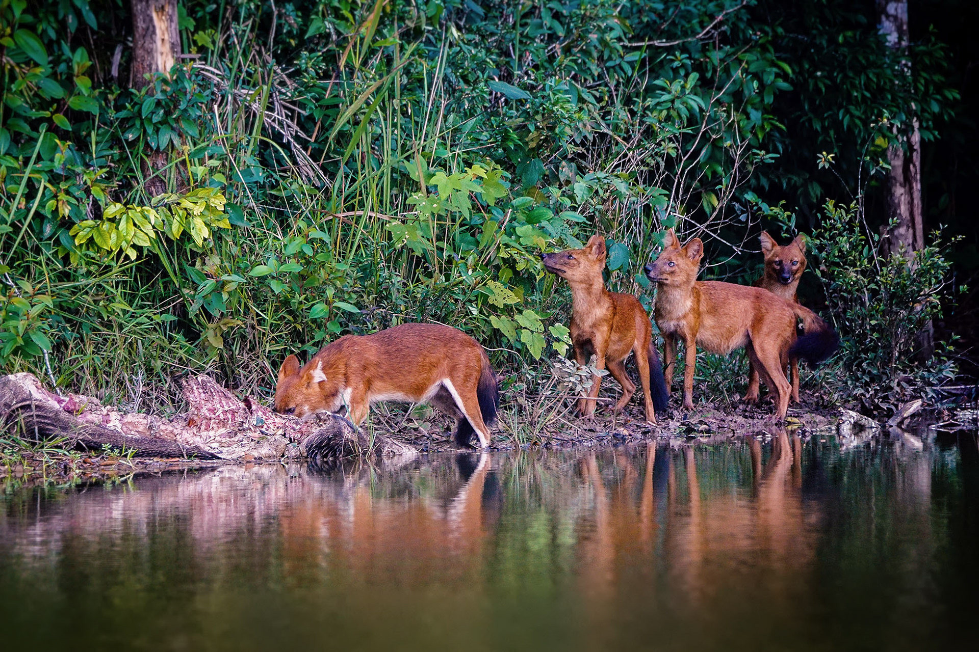 Asiatischer Wildhund (Dhole)