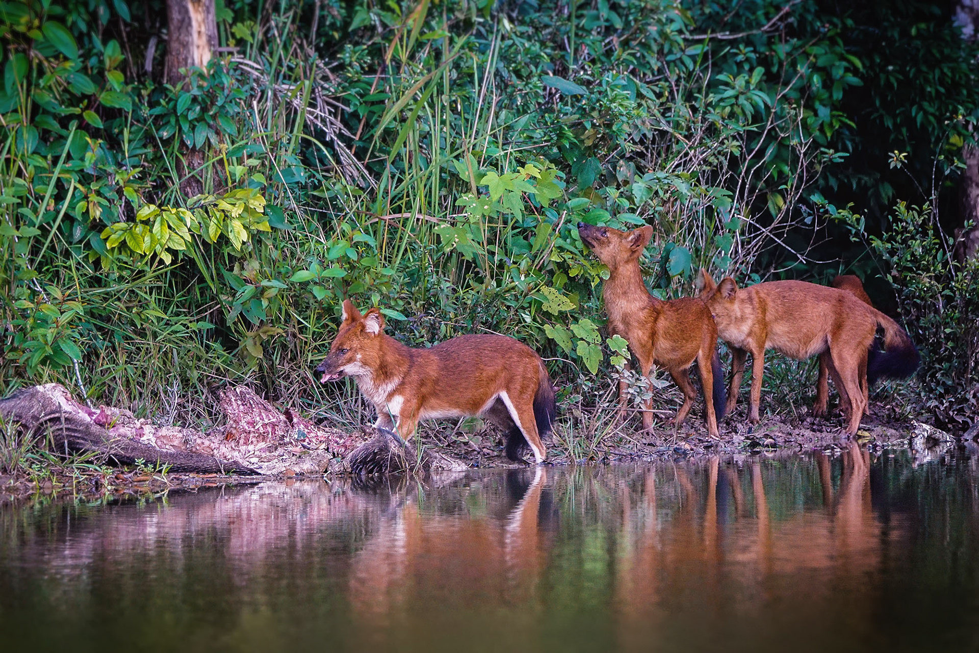 Asiatischer Wildhund (Dhole)