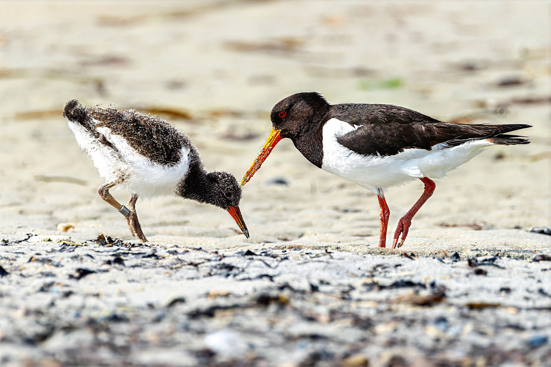 juvenile & adult
