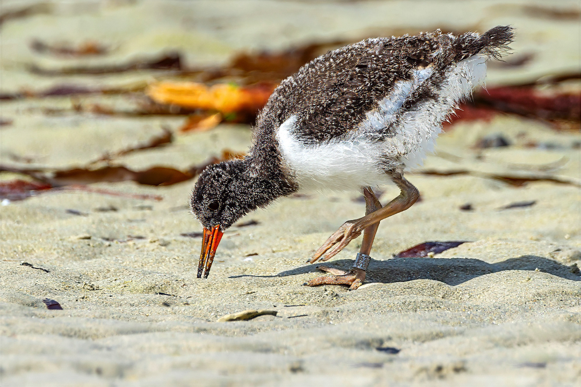 juvenile