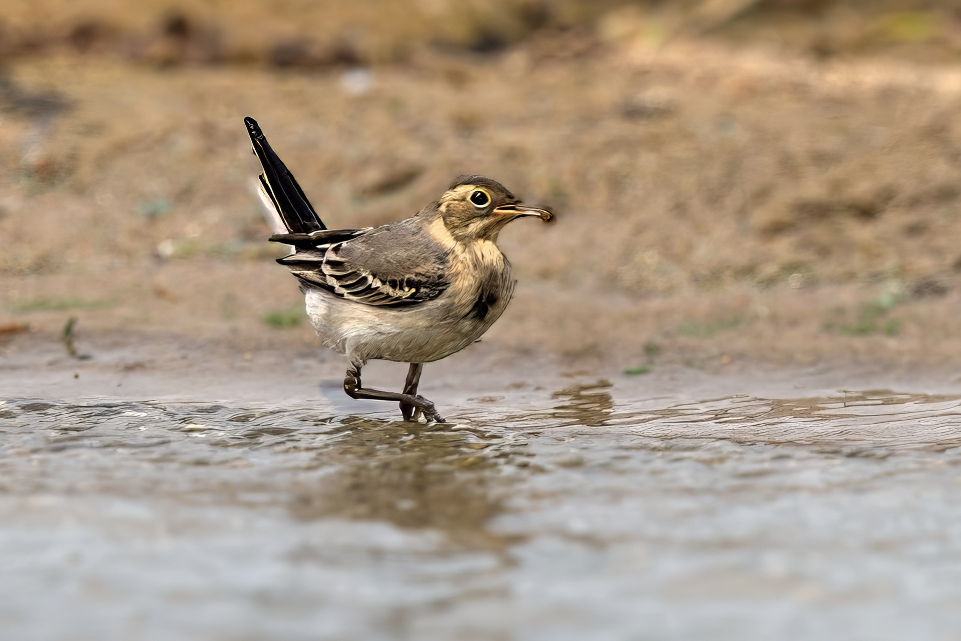 juvenile